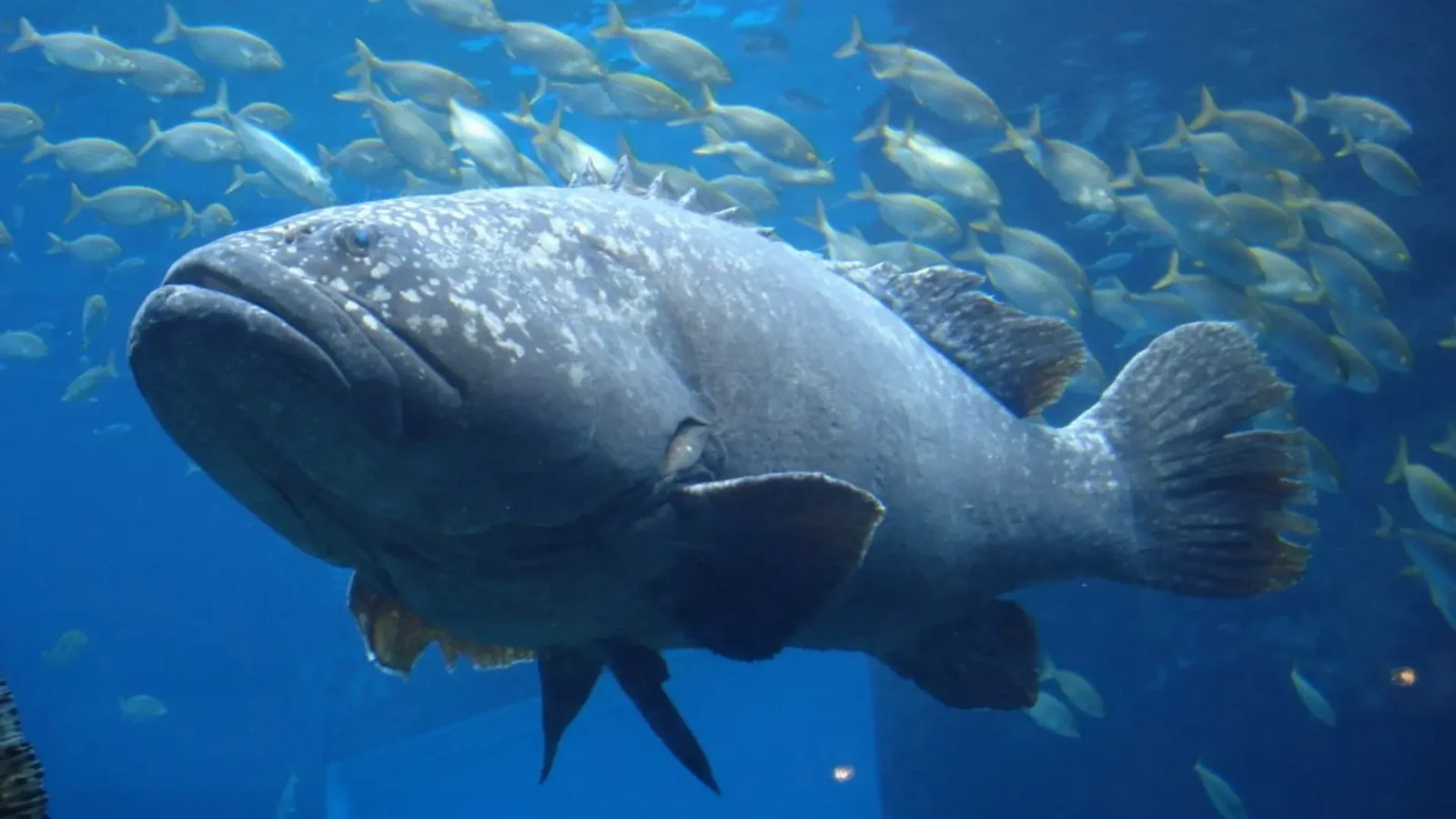 Grouper