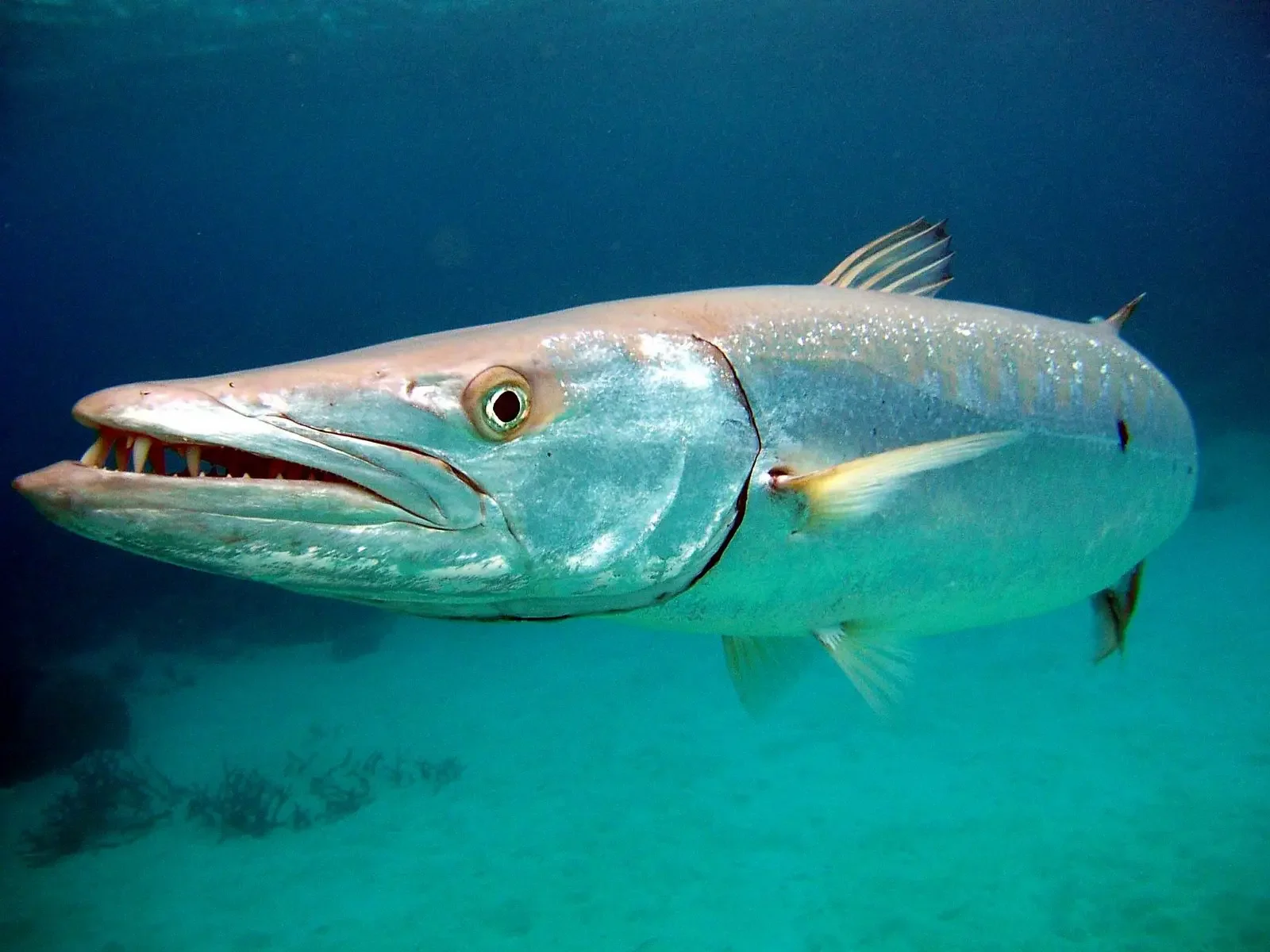 Barracuda