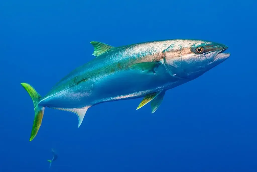 Kingfish