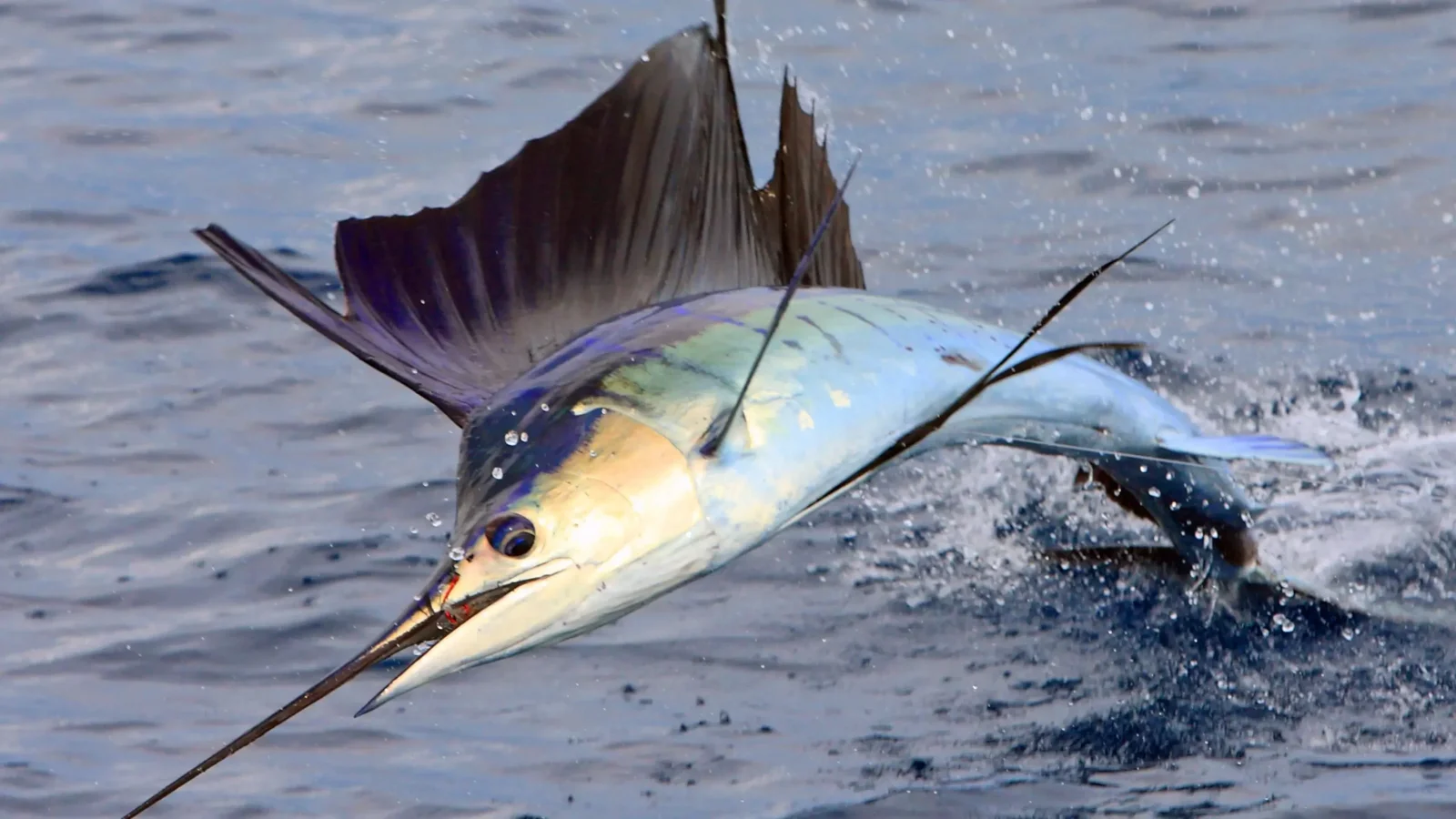 Sailfish